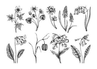 Spring flower sketches. Hand-drawn botanical set with wildflowers. Cowslip, bluebell, grape hyacinth, hellebore, fritillary, winter aconite floral drawings. Floral illustration on white background