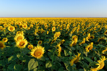 Sunflower field in Charente-Maritime coast