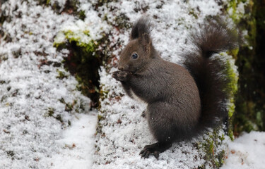 A cute brown red squirrel on a tree trunk in winter eating nuts