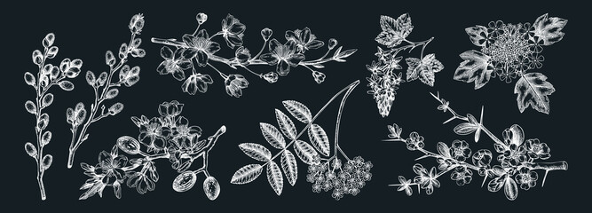Flowering branches vintage collection. Cherry, almond, willow, rowan, currant, japanese quince, guelder rose in flowers sketches. Botanical vector illustrations of spring trees on chalkboard - obrazy, fototapety, plakaty