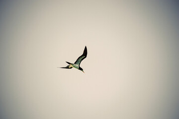 background with bird