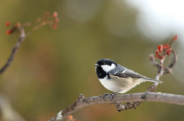 Coal tit - Periparus ater - sitting on a branch in forest.