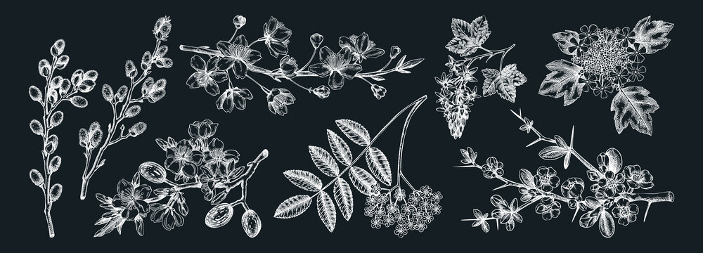 Flowering branches vintage collection. Cherry, almond, willow, rowan, currant, japanese quince, guelder rose in flowers sketches. Botanical vector illustrations of spring trees on chalkboard