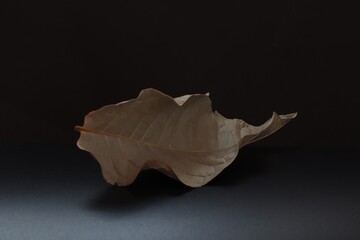 dry leaves on black background