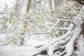 snowstorm in spring forest with fresh leaves