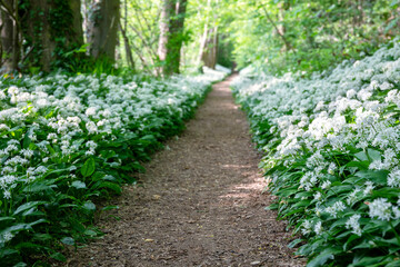 wild garlic flowers in forest