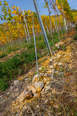 Weinberge Reben Winzer