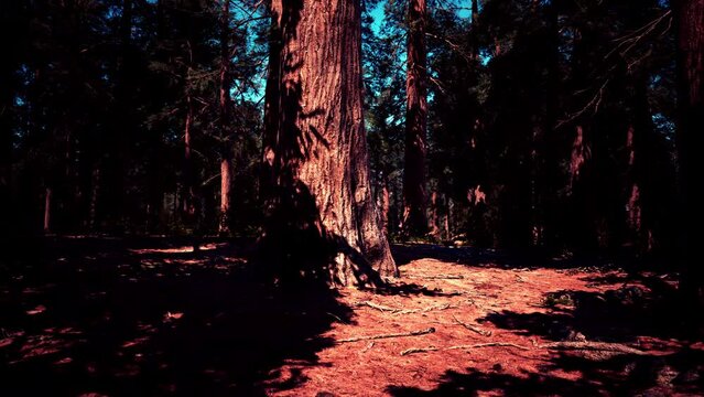 Giant Sequoias in the Giant Forest Grove in the Sequoia National Park