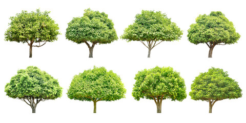 Collection Trees and bonsai green leaves and light yellow. (png)
Total 8 trees.	