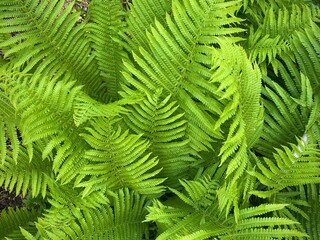 A closeup of the Green fronds on a Lady fern, a species of Athyrium filix-femina, found in Ukraine. Tropical green leaves background, eco concept, ecosystem.	