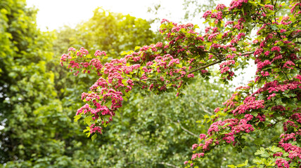 Flowering of a beautiful red hawthorn tree. Background, pink flowers on a tree. Springtime, hawthorn branches