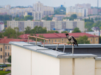 Obraz premium Two crows, a female and a male, are sitting on the roof of a house in the city. Black bird. Copy space for text