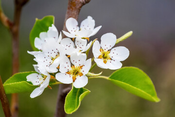 Pear branch with flowers and leaves on a dark blurred background