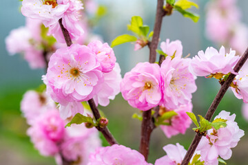 Sakura flowering. Large lush sakura flowers on a tree on a dark background in sunny weather