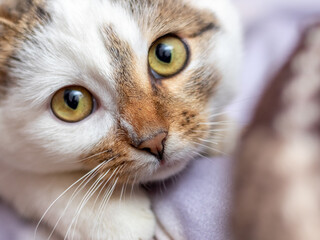 A close-up of a white spotted cat with an attentive focused gaze. A cat with a cute look