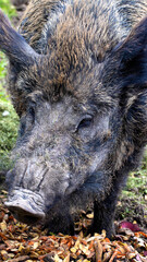 Large muzzle and head of a wild boar with a piglet. Hunting for wild animals, close-up.