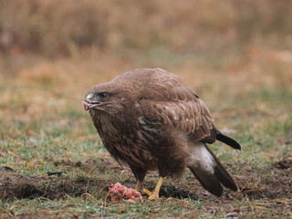 buzzard eating lunch