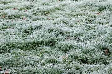 Grass Covered In A Hard Winter Morning Frost