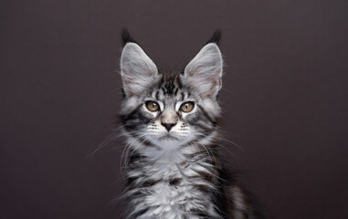 close up portrait of a beautiful silver tabby maine coon kitten looking at camera. the background...
