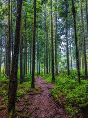 Fototapeta premium path in the forest