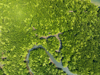 Fototapeta premium Amazing abundant mangrove forest, Aerial view of forest trees Rainforest ecosystem and healthy environment background, Texture of green trees forest top down, High angle view