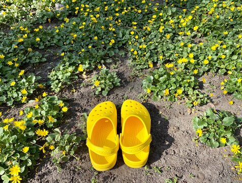 Bright yellow crocs footwear surrounded by the blooming yellow flowers Argentina anserina, copy space for text. Yellow trendy beach shoes croc.
