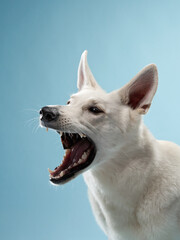Large White Swiss Shepherd on a blue background catches tasty treats. Beautiful dog in the studio
