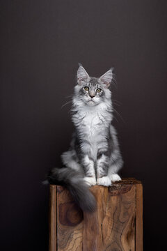 young silver tabby maine coon cat portrait on dark brown background. The cat is sitting on a wooden block. Full body shot with copy space