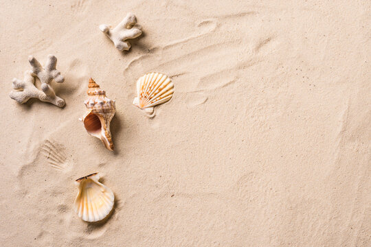 Seashells  on beach sand