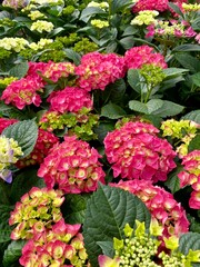 Bright colorful bush of Hortensia flowers half-full blossom. Blooming hydrangea close-up. Hydrangea in the botanical garden.