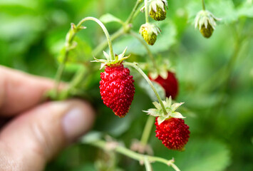 Bush with large wild strawberries in summer, macro