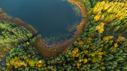 dzika zatoka nad leśnym jeziorem w otoczeniu jesiennego lasu 