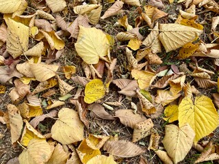 autumn leaves background