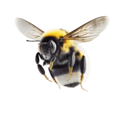 Foto op Plexiglas a stunning bumblebee is flying, isolated on transparent background, macro, incredible pollinator, generative AI  © rob2588