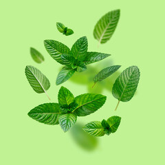 Creative food concept. Fresh green leaves of mint, peppermint, lemon balm, melissa flying fall on green background. Ingredient for tea, aroma oil, extract for cosmetics - obrazy, fototapety, plakaty