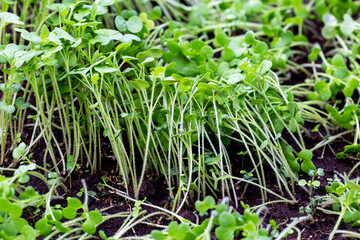 Green plant oil radish. A plant that sits in the soil in a greenhouse for autumn or winter. Soil fertilizer.