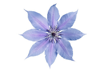 Blue clematis on transparent background