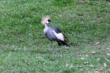 Close up grey crowned crane standing on the grass