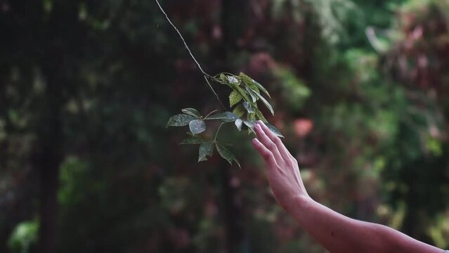 Mano acariciando suavemente unas hojas que cuelgan de una rama peque&ntilde;a en medio del bosque