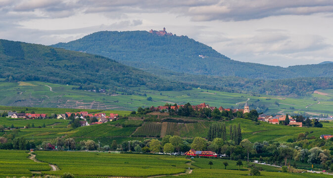 Zellenberg sur sa colline au cœur du vignoble alsacien, au loin, le château du Haut-Kœnigsbourg, CEA, Alsace, Vosges alsacienne, Grand Est, France.