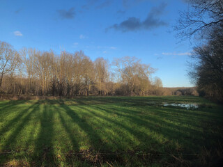 Long shadows of trees in winter. Landscapes at Rheebruggen Uffelte Netherlands Drenthe. 