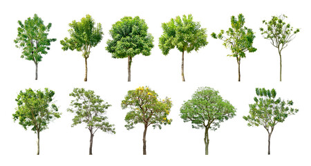 Collection Trees green leaves and some with yellow flowers. total 12 trees. (png)