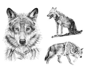 Set hand drawn wolf, sketch graphics monochrome illustration on white background