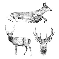 Set hand drawn deer, sketch graphics monochrome illustration on white background