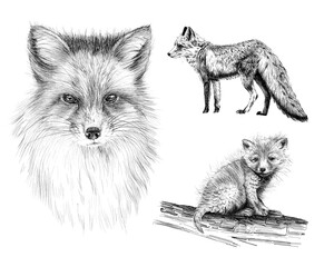 Set hand drawn red fox, sketch graphics monochrome illustration on white background
