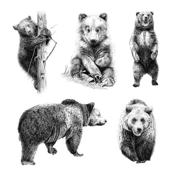 Set hand drawn bear, sketch graphics monochrome illustration on white background