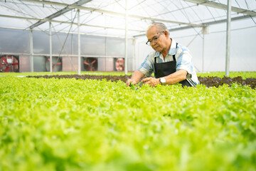 Senior man gardener working in inspecting green oak vegetable quality in greenhouse garden. Elderly...