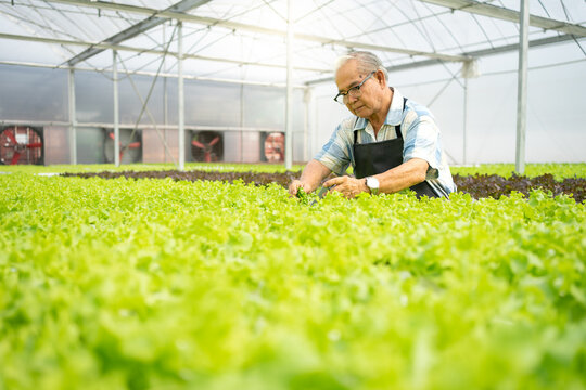 Senior man gardener working in inspecting green oak vegetable quality in greenhouse garden. Elderly Asian farmer cultivates organic lettuce on hydroponic farm for healthy people. Horticulture business