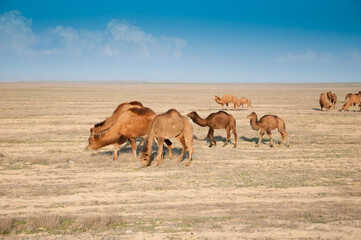 Camels on the way are looking for fresh grass to eat, graze in the steppes, heat, drought, Kazakhstani steppes.