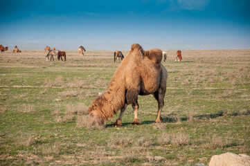 Camels on the way are looking for fresh grass to eat, graze in the steppes, heat, drought,...
